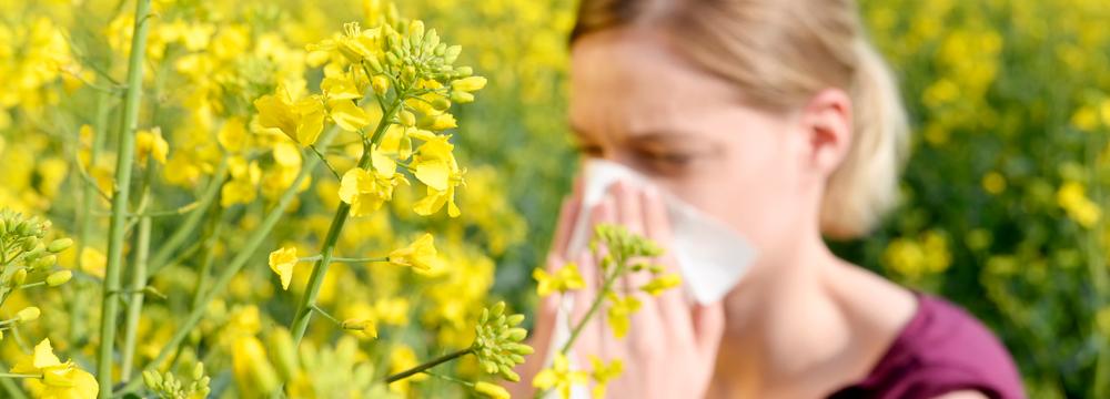 Žlutý pyl nepochází jen z řepky, ale ze silnějších alergenů. Jaké pyly jsou ve vzduchu?