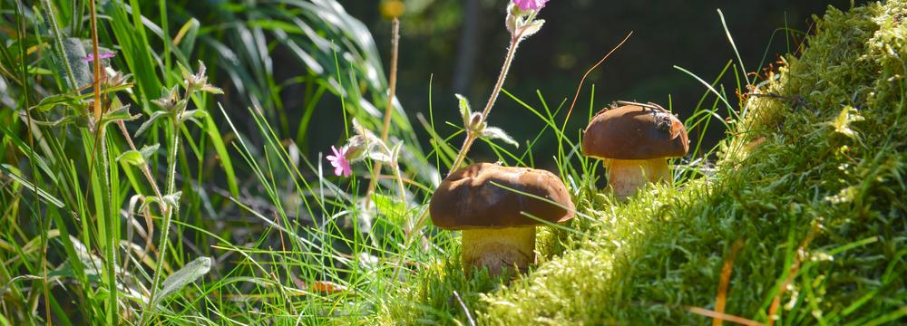 Houbařská sezóna je tu – desatero správného zacházení s houbami