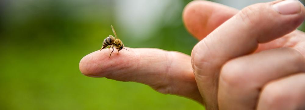 Alergie na hmyzí bodnutí – jak okamžitě poznáte, že musíte jednat rychle?