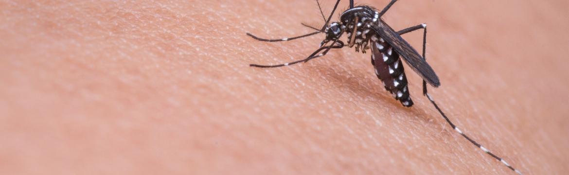 Sezóna klíšťat a komárů je tu – jak se chránit přírodní cestou?