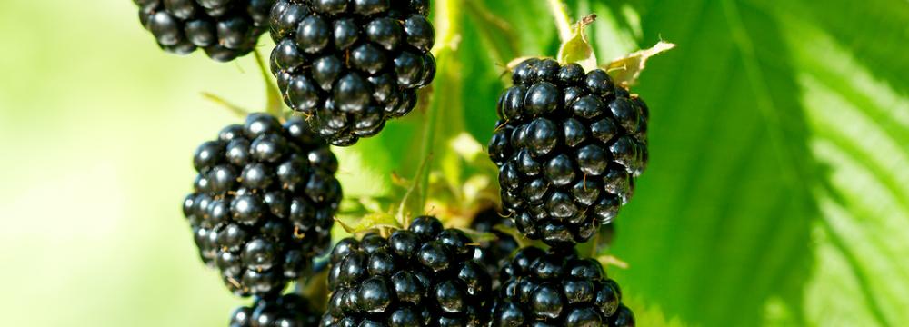 Ostružiny: pozdně letní ovoce s mimořádně prospěšnými účinky pro naše zdraví