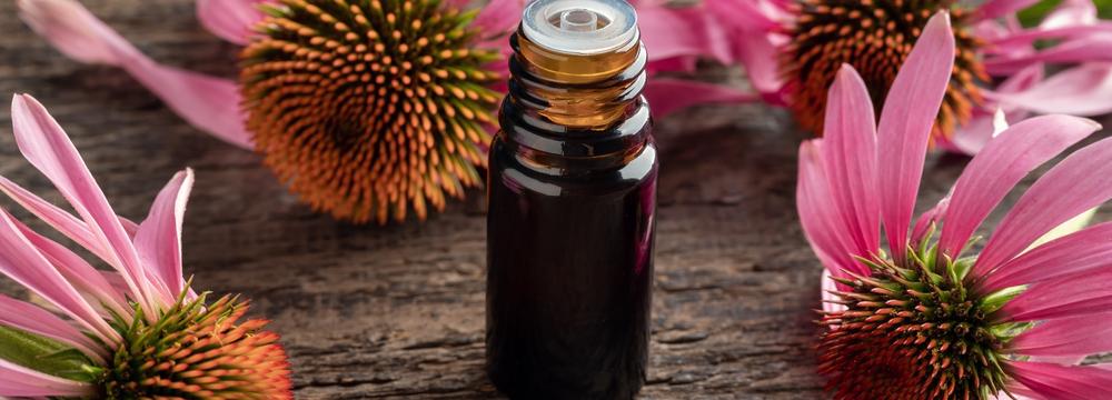 Echinacea – zásady užívání této byliny proti nachlazení