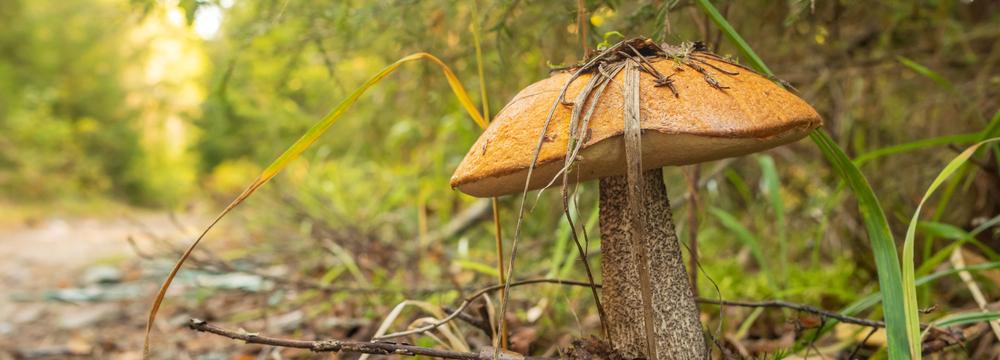 Houbařská sezóna je v plném proudu. Jaká houba je považována na nejchutnější poklad?