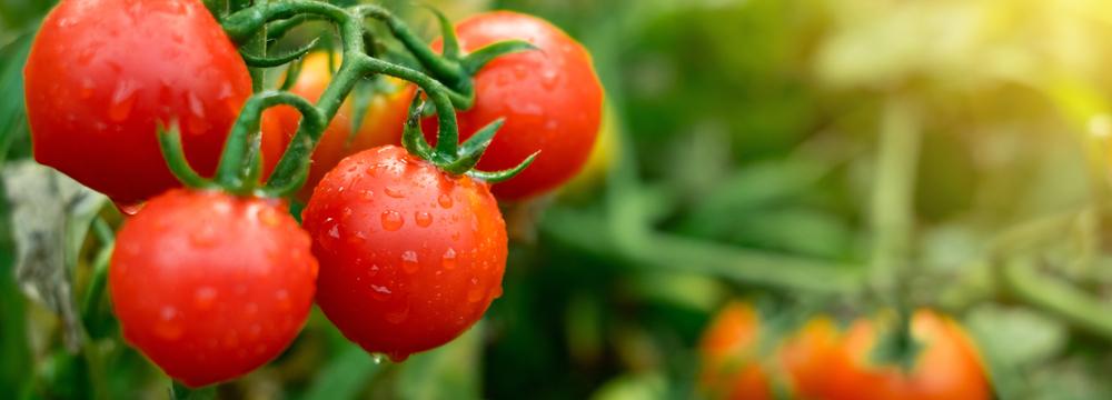Ledoví muži jsou za námi, je čas zasadit rajčata! Jaké mají význam pro naše zdraví?