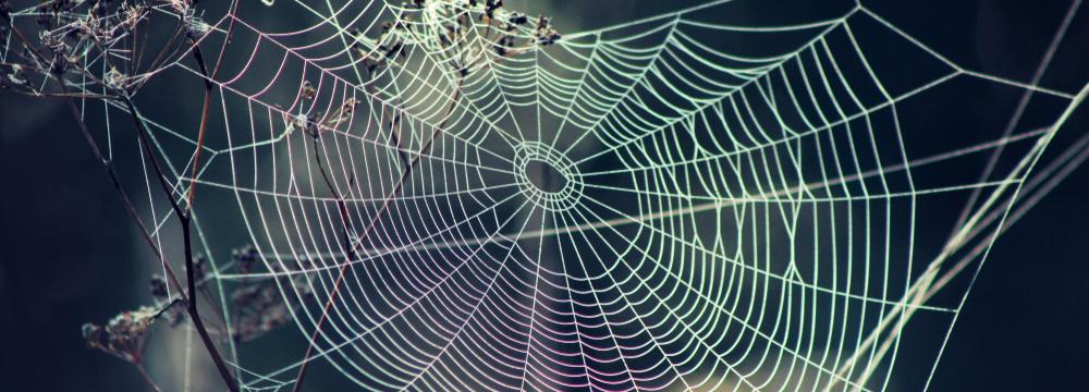 Léčebná moc pavoučího hedvábí – pravda nebo fikce? Vědci objasňují informace