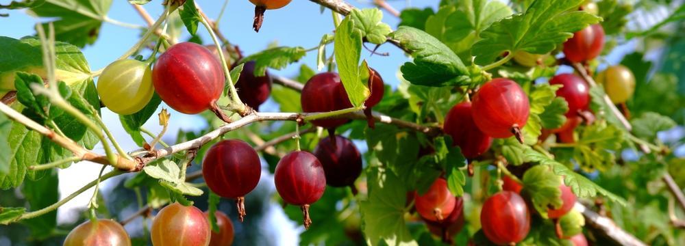 Angrešt – opomíjený poklad našich zahrádek