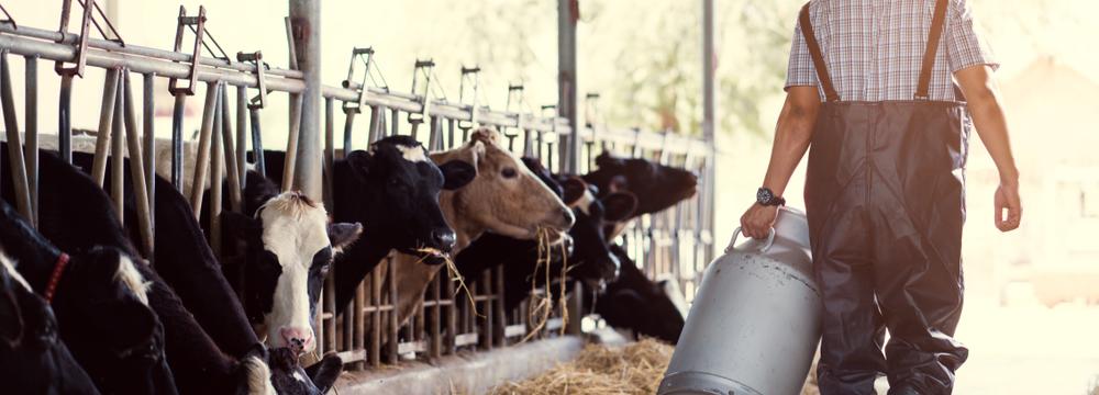 Klasické mléko vs. mléko z farmy:  Jaký je zdravotní přínos a můžeme věřit mléku z obchodu?