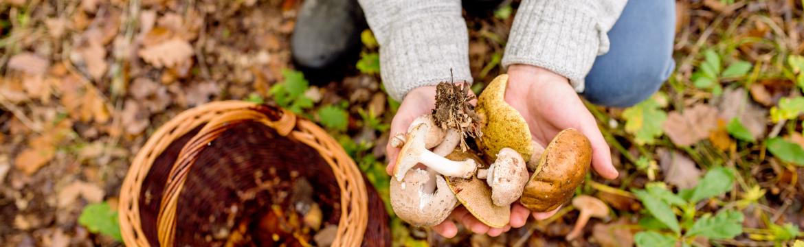 Jsou jedlé houby opravdu vždy zdraví prospěšné?