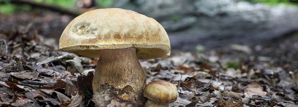 Houby – na jaké houby se zaměřit v létě a pro koho nejsou vhodné?