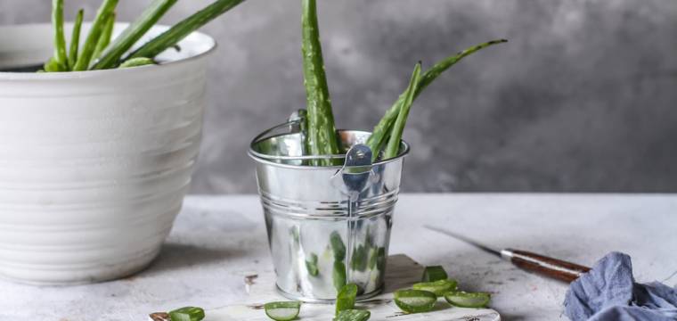 Pěstujte si doma aloe vera – léčí, omlazuje, čistí i zahání únavu