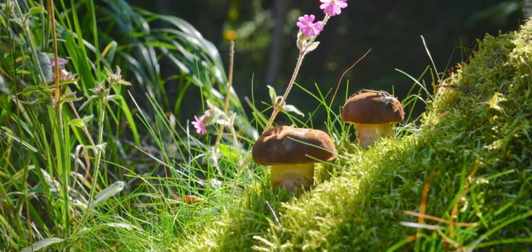 Houbařská sezóna je tu – desatero správného zacházení s houbami