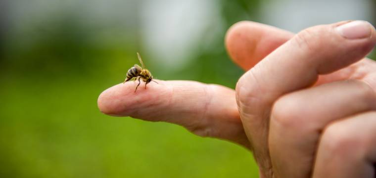 Alergie na hmyzí bodnutí – jak okamžitě poznáte, že musíte jednat rychle?