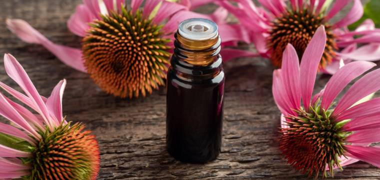 Echinacea – zásady užívání této byliny proti nachlazení