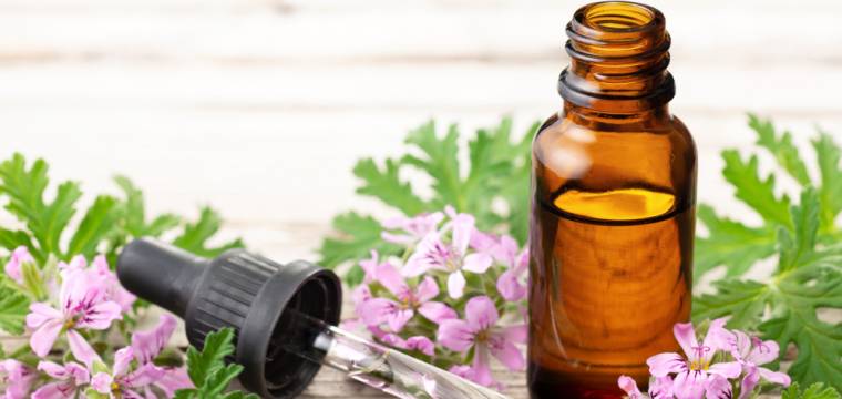 Růžové geránium – využití v aromaterapii a vliv na zdraví