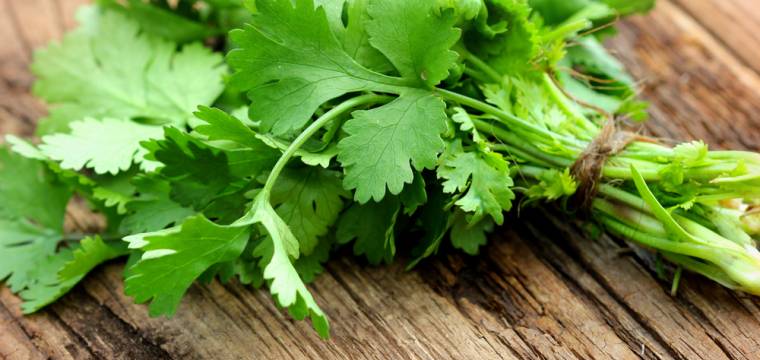 Koriandr – exotická bylinka s působivým nutričním profilem