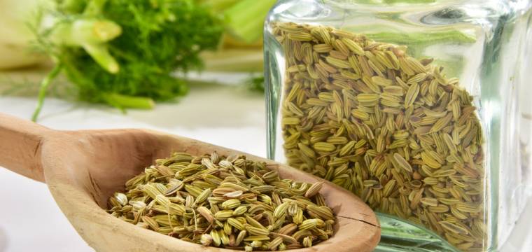 Fenykl, fenyklové semínko či fenyklový čaj – pro zdraví a dobré trávení