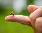 Alergie na hmyzí bodnutí – jak okamžitě poznáte, že musíte jednat rychle?