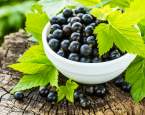 Černý rybíz je nabitý vitamínem C. Proč se ještě vyplatí mít ho v jídelníčku?