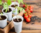 Pravidla sázení rajčat v květnu – kdy je zasadit a jak o ně pečovat?