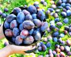 Švestky obsahují sorbitol, který vám pomůže od jednoho nepříjemného problému
