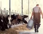 Klasické mléko vs. mléko z farmy:  Jaký je zdravotní přínos a můžeme věřit mléku z obchodu?