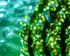 Algae - sea balm for the mouth