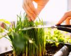 Jaro ve znamení čerstvých bylinek. Jaké oceníte v kuchyni na parapetu?